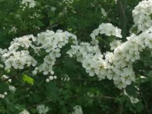 Weißdorn Blätter und Blüten  Bio-Qualität zum Räuchern